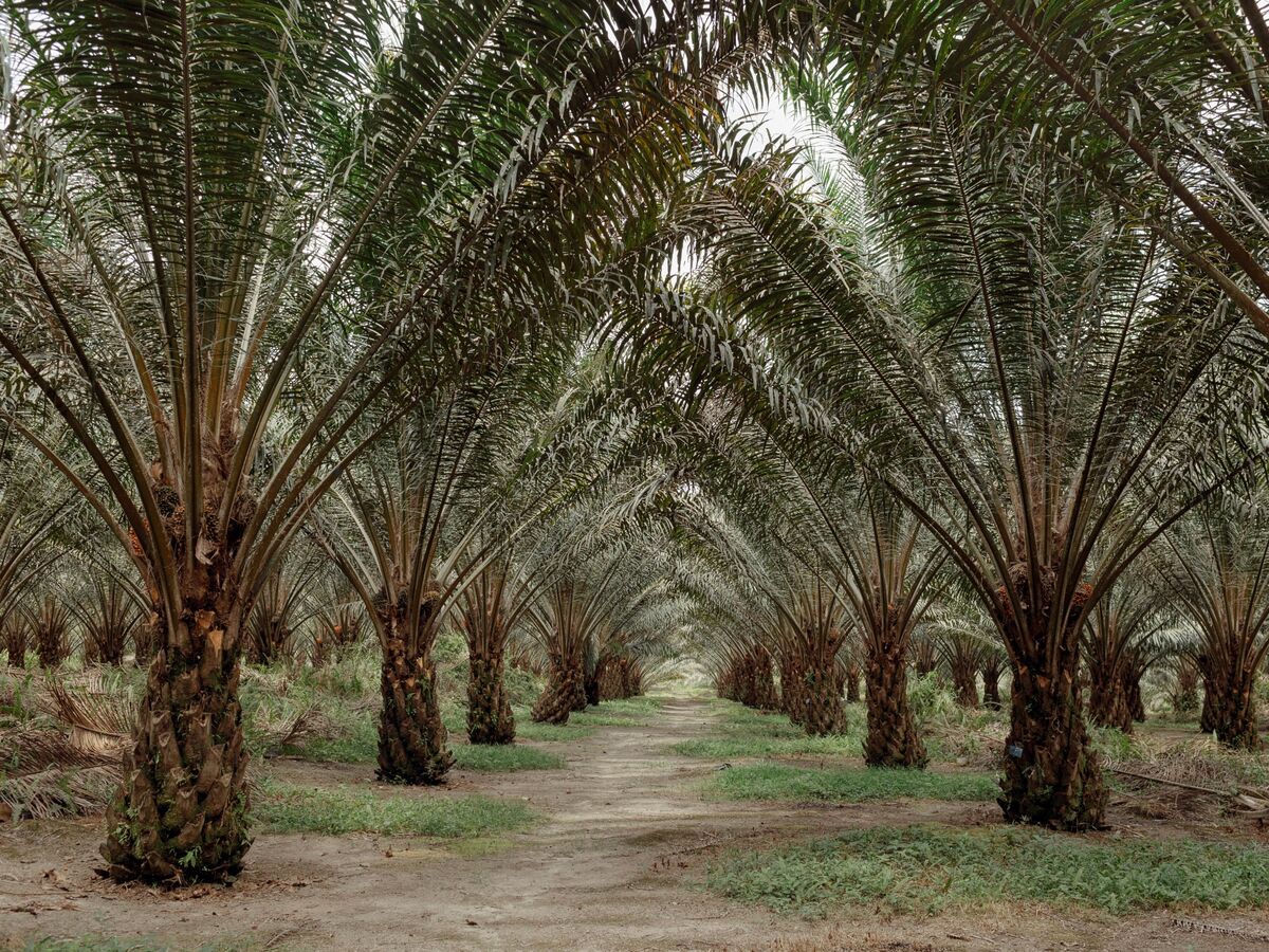 Indonesia’s New Palm Giant Taps Plantation Veteran for Top Role